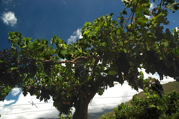 Estancia Colome 莫利诺斯 外观 照片